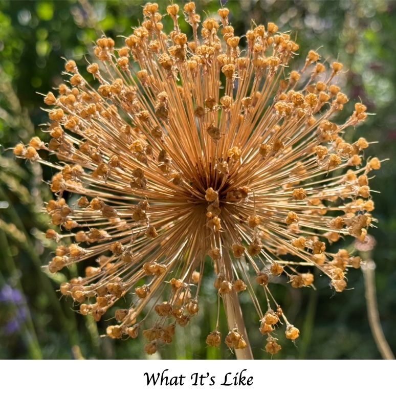 What-It's-Like