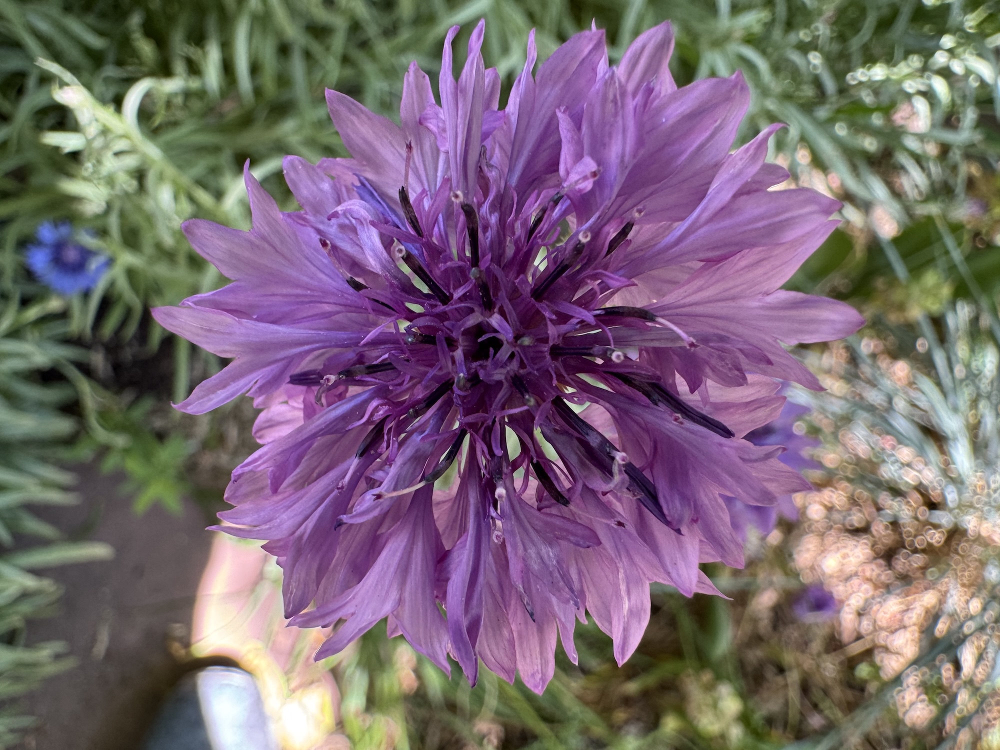 Purple Cornflower