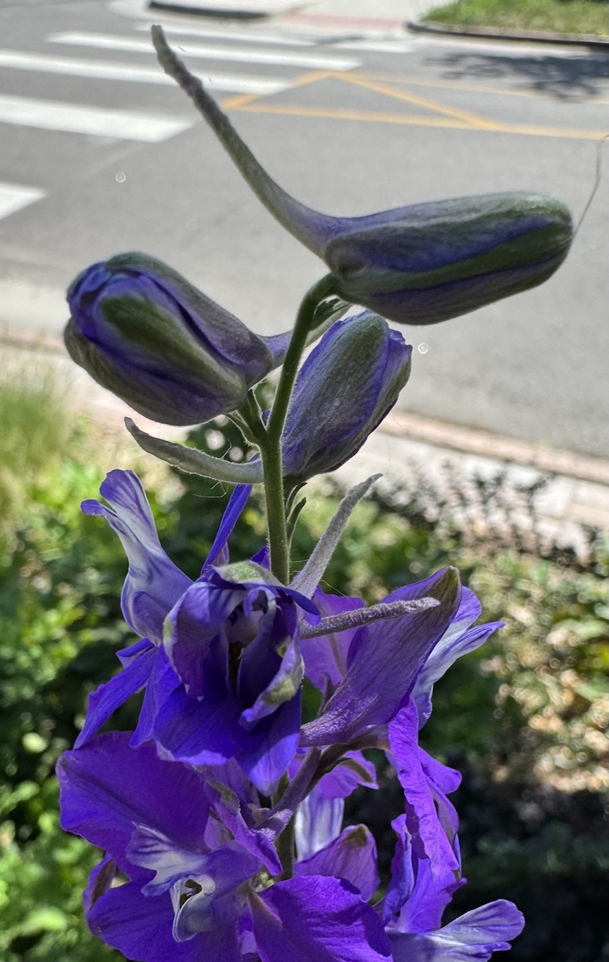 Emerging_Larkspur